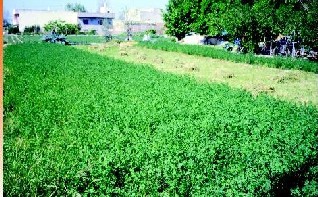 Alfalfa para alimento de ganado